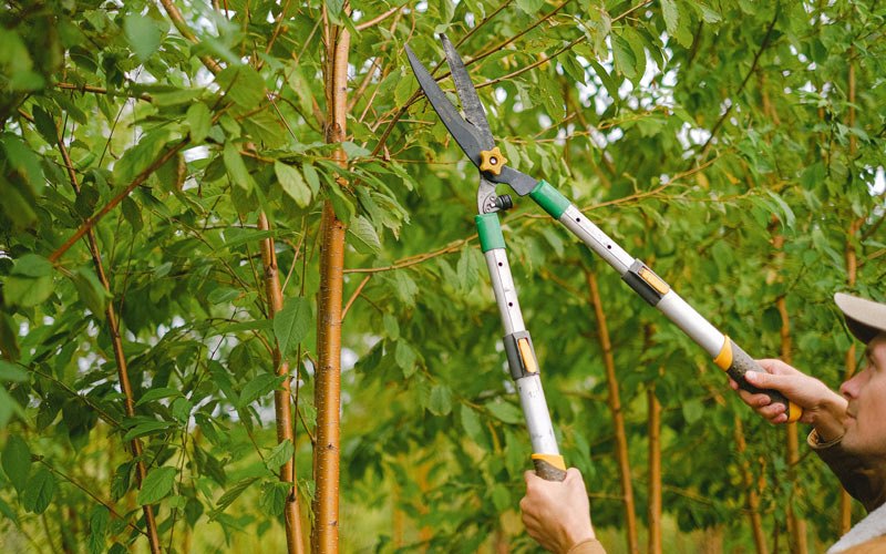 Tree trimming in Necedah, WI